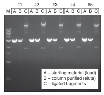 agarose gel,agarosegel each fragment was manually excised from the agarose gel and