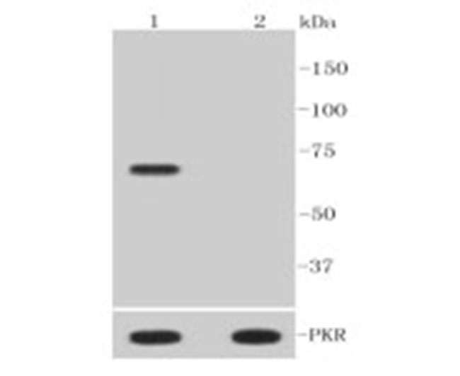 phospho-pkr-thr446-rabbit-monoclonal-antibody-50-l