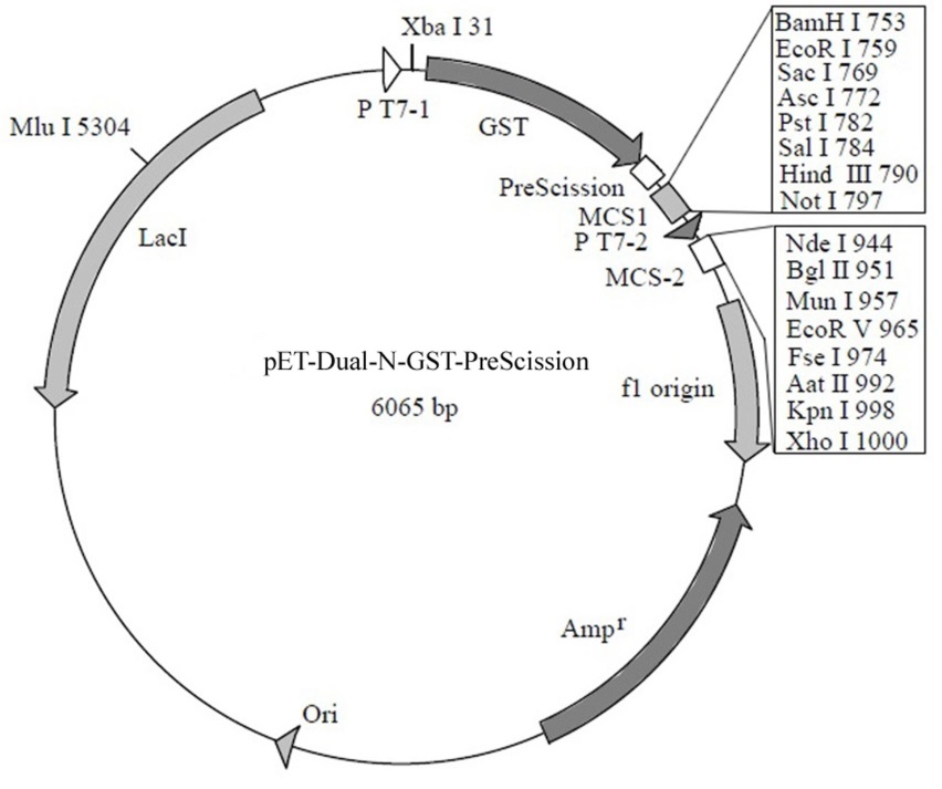 pet-dual-n-gst-prescission质粒(6065bp)的图谱如下:pet-dual-n-gst