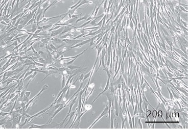 CCCadvanced® FN1 motifs Cell Culture Flasks