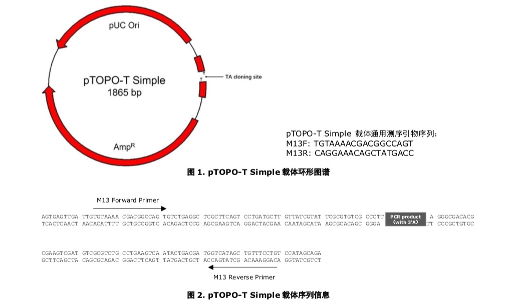 【ptopo-t simple载体图谱和序列】