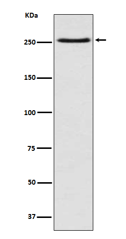 Western blot analysis of mTOR expression in Jurkat cell lysate.