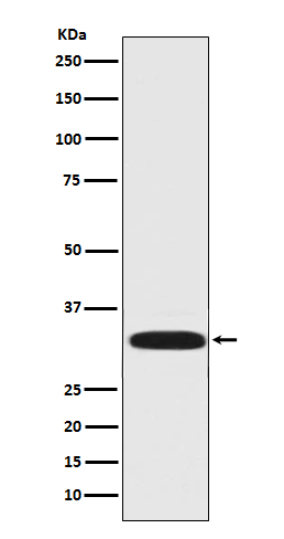 Western blot analysis of DARPP-32 expression in Rat brain lysate.