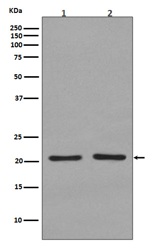 Western blot analysis of KRAS+HRAS+NRAS expression in (1) 293T cell lysate; (2) C6 cell lysate.