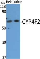 Western Blot (WB) analysis of specific cells using CYP4F2 Polyclonal antibody.