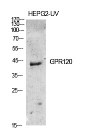 Western Blot (WB) analysis of specific cells using GPR120 Polyclonal antibody.