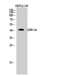 Western Blot (WB) analysis of HepG2-UV cells using GPR120 Polyclonal antibody.