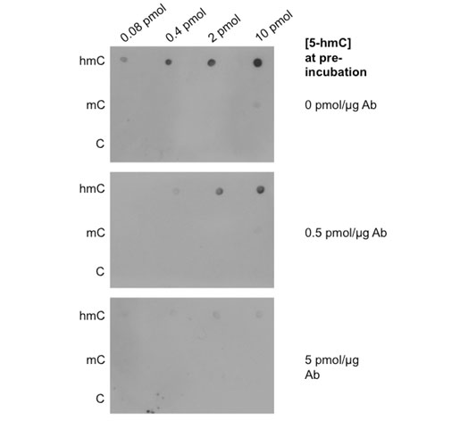 dot blot - anti-5-hydroxymethylcytosine (5-hmc) [ab3/63.