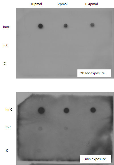 dot blot - anti-5-hydroxymethylcytosine (5-hmc) [ab3/63.