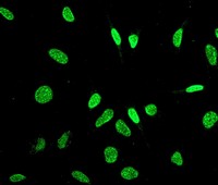 Immunocytochemistry/ Immunofluorescence - HAUSP / USP7 antibody [EPR4253] (ab108931)