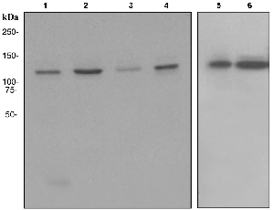 Western blot - HAUSP / USP7 antibody [EPR4253] (ab108931)