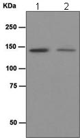 Western blot - HAUSP / USP7 antibody [EPR4254] (ab109109)