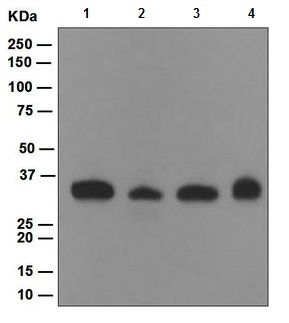 Western blot - NEK6 antibody [EPR5282] (ab109177)