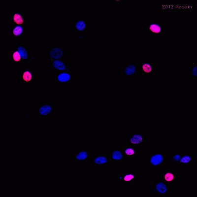 Immunocytochemistry/ Immunofluorescence - Anti-Nanog antibody [EPR2027(2)] (ab109250)