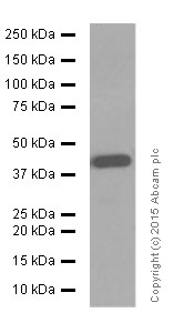 Western blot - Anti-Nanog antibody [EPR2027(2)] (ab109250)