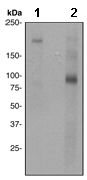 Western blot - p95 NBS1 (phospho S343) antibody [EP178] (ab109453)