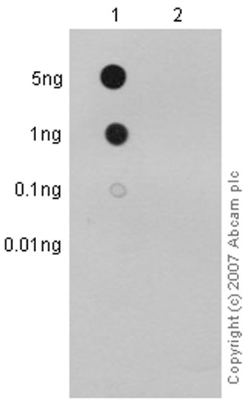 Dot Blot - Anti-p95 NBS1 (phospho S343) antibody [EP178] (ab109453)