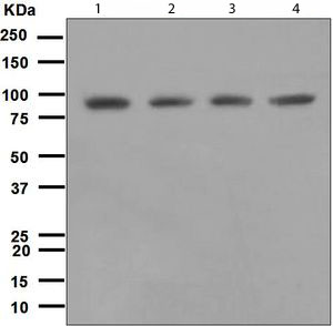 Western blot - DDX50 antibody [EPR5273] (ab109515)