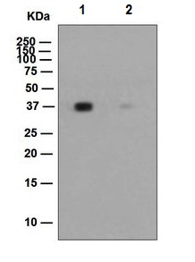 Western blot - Nucleophosmin (phospho S125) antibody [EPR1856] (ab109546)
