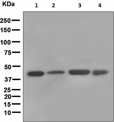 Western blot - FNTB antibody [EPR4707] (ab109625)