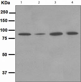 Western blot - Anti-NAK/TBK1  antibody [EPR2867(2)-19] (ab109735)