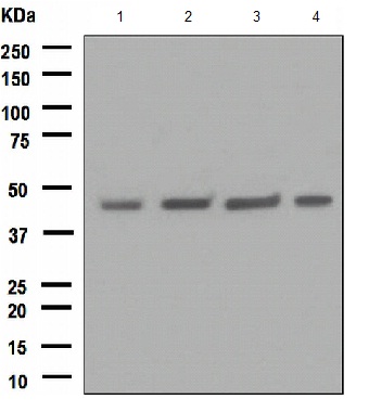 Western blot - FNTB antibody [EPR4706] (ab109748)