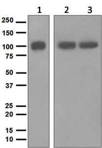 Western blot - Anti-ARTS1 antibody [EPR6069] (ab124669)