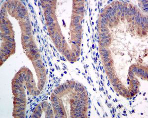 Immunohistochemistry (Formalin/PFA-fixed paraffin-embedded sections) - Anti-ARTS1 antibody [EPR6069] (ab124669)