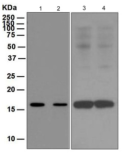 Western blot - Anti-FLAP antibody [EPR5640] (ab124714)