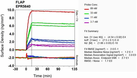 Other-Anti-FLAP antibody [EPR5640](ab124714)