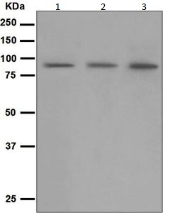 Western blot - Anti-CD168 antibody [EPR4054] (ab124729)