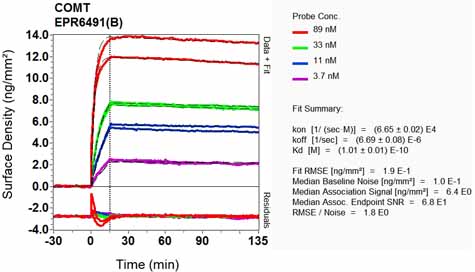 Other-Anti-COMT antibody [EPR6491(B)](ab124813)
