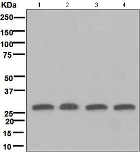 Western blot - Anti-14-3-3 Theta + Tau antibody [EPR5123] (ab124909)