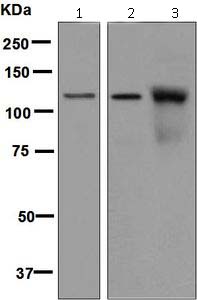 Western blot - Anti-NUP98 antibody [EPR6678] (ab124980)