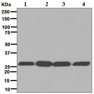 Western blot - Anti-14-3-3 [EPR6380] antibody (ab125032)