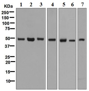 Western blot - Anti-eIF3e antibody [EPR6877] (ab125033)