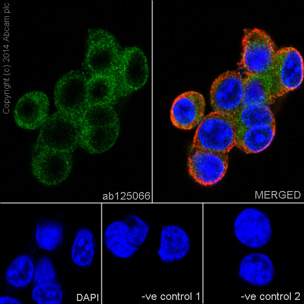 Immunocytochemistry/ Immunofluorescence - Anti-Glutathione Peroxidase 4 antibody [EPNCIR144] (ab125066)