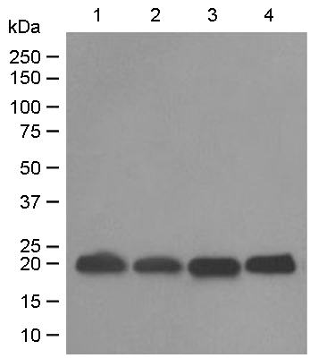 Western blot - Anti-DUSP3 antibody [EPR5492] (ab125077)