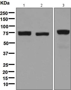 Western blot - Anti-LPP antibody [EPR6478] (ab126608)