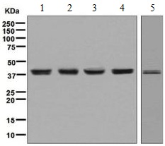 Western blot - Anti-Bmi1 antibody [EPR3745(2)] (ab126783)