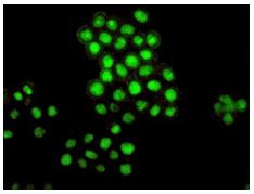 Immunocytochemistry/ Immunofluorescence - Anti-Bmi1 antibody [EPR3745(2)] (ab126783)