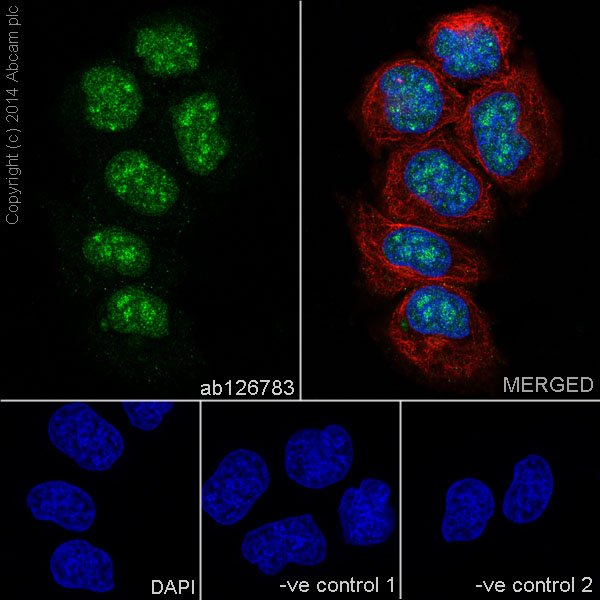 Immunocytochemistry/ Immunofluorescence - Anti-Bmi1 antibody [EPR3745(2)] (ab126783)