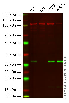 Western blot - Anti-Bmi1 antibody [EPR3745(2)] (ab126783)