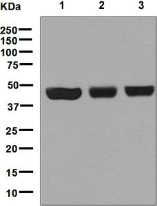 Western blot - Anti-CTBP2 antibody [EPR7611(B)] (ab128871)