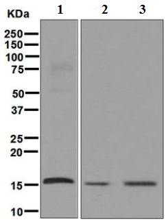 Western blot - Anti-AP2S1 antibody [EPR2697(2)] (ab128950)