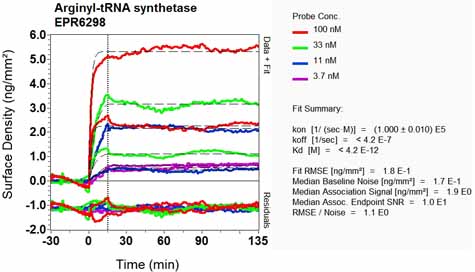 Other-Anti-Arginyl tRNA synthetase antibody [EPR6298](ab128956)