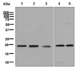 Western blot - Anti-PERP antibody [EPR7885] (ab129083)
