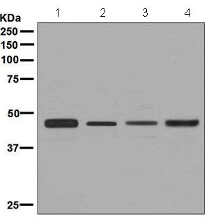 Western blot - Anti-CtBP1 antibody [EPR6800] (ab129181)