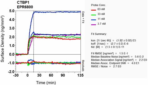 Other-Anti-CtBP1 antibody [EPR6800](ab129181)