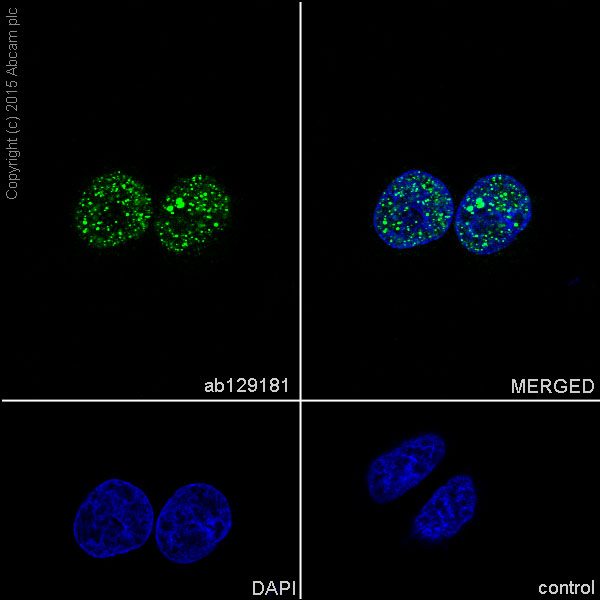 Immunocytochemistry/ Immunofluorescence - Anti-CtBP1 antibody [EPR6800] (ab129181)